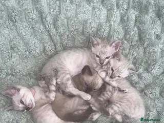 Bengal cats Snow Bengal Kittens For Sale Lynx & Charcoal Mink - Advert 1