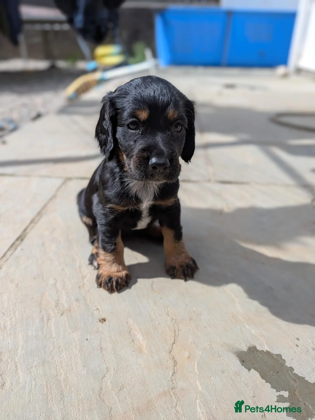 Cocker Spaniel dogs for sale: 2 cocker spaniel pups  - Advert 8