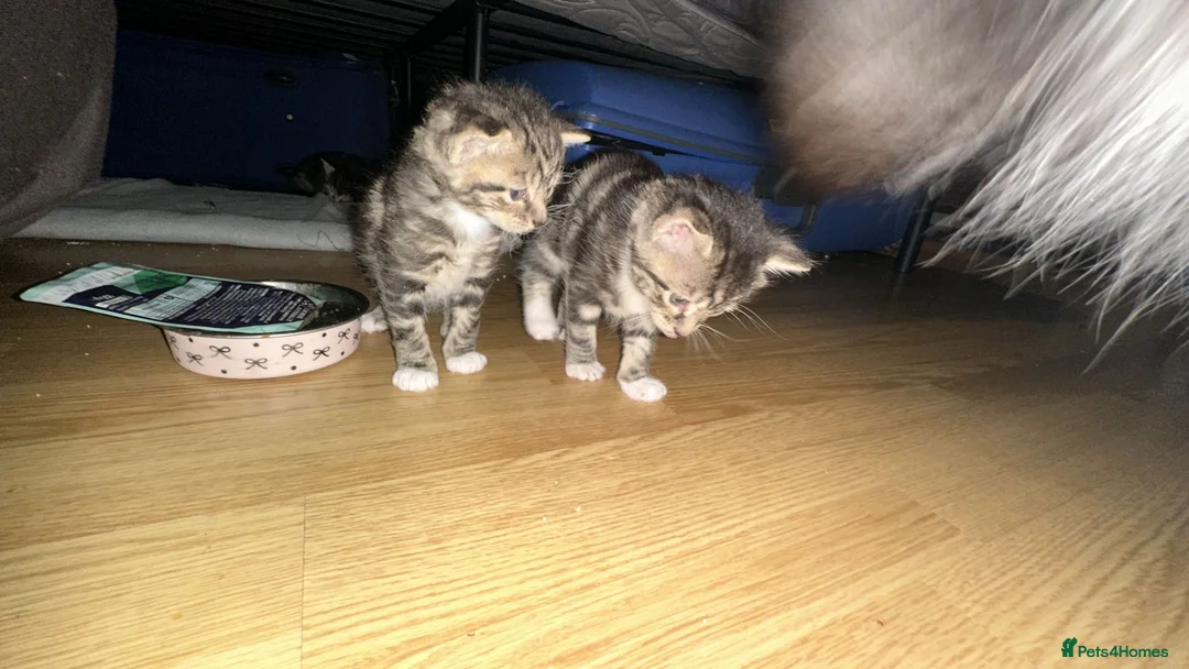 Mixed Breed cats for sale: mixed tabby kittens - Advert 3