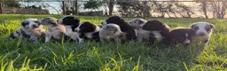 Border Collie dogs for sale: Border collie pups - Advert 7