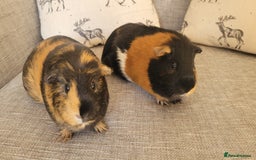Guinea Pig rodents for sale: Two female guinea pigs - Image 1