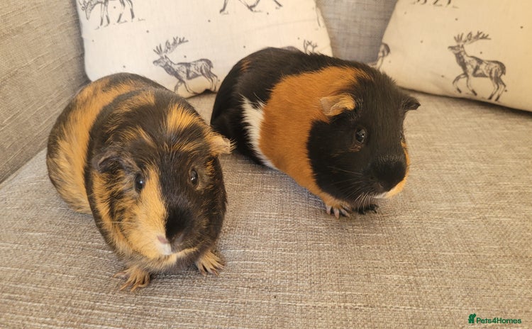 Guinea Pig rodents - Advert 5