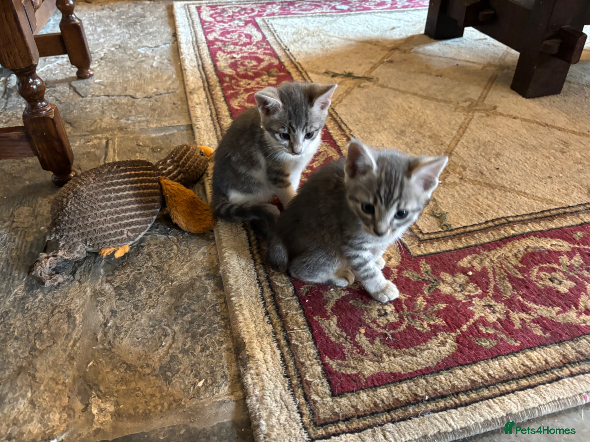 Mixed Breed cats for sale: Gorgeous Kittens Looking for 5* Forever Homes  - Advert 16