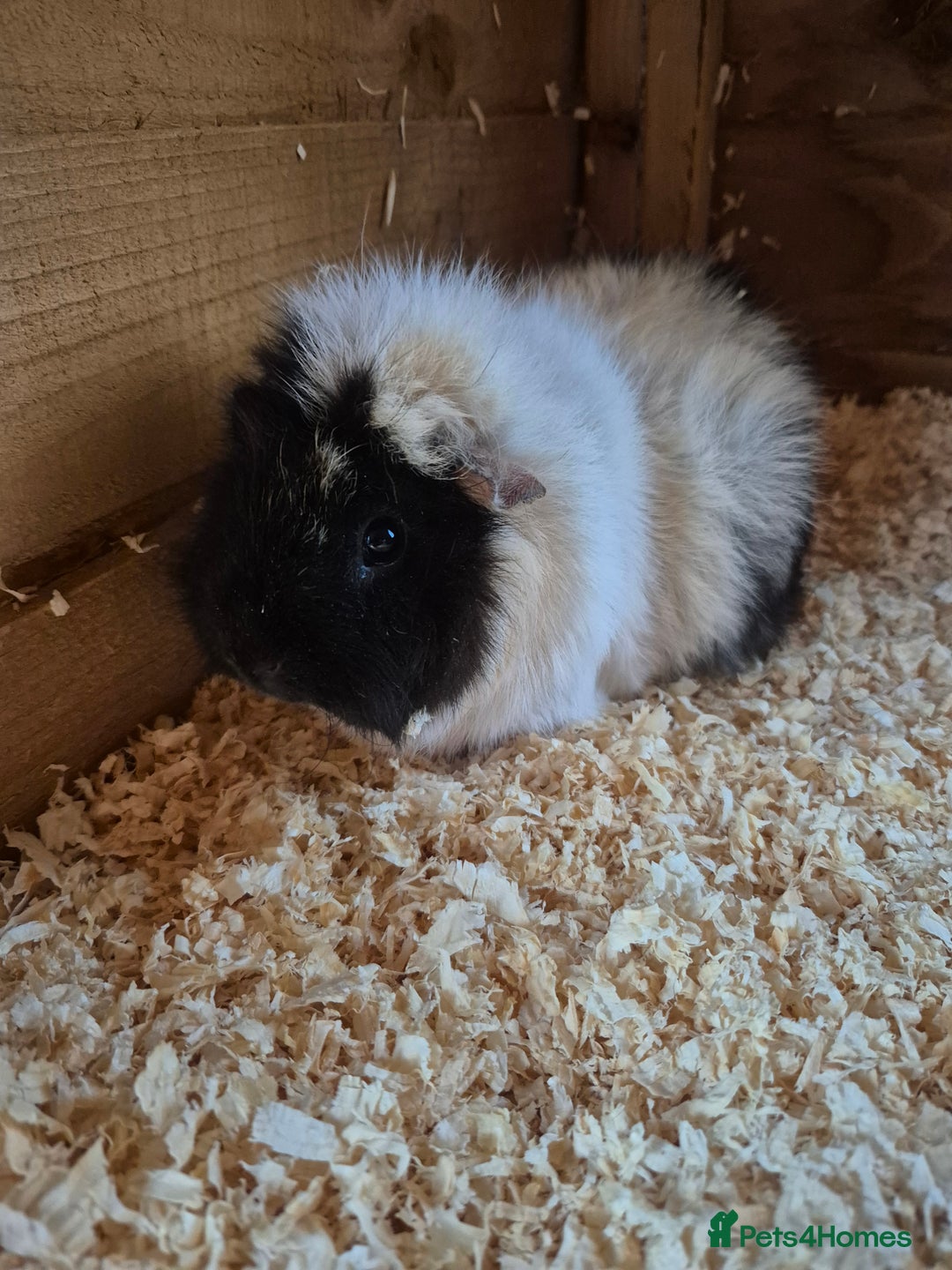 Guinea Pig rodents for sale: Mixed female guinea pig  - Image 4