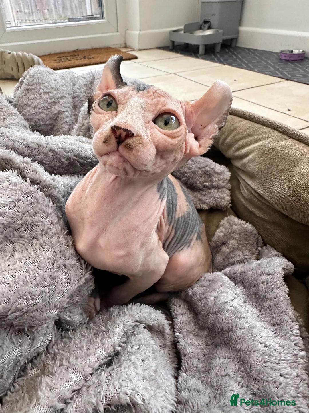 Sphynx cats for sale: Dolce the girl - Advert 2