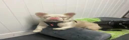 French Bulldog dogs for stud: ❤️ PINK FLUFFY STUD, KC REGISTERED ♥️  - Advert 4