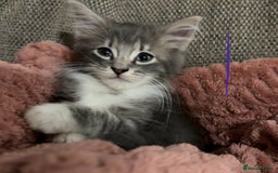 Mixed Breed cats for sale: 3 beautiful female kittens  - Image 6