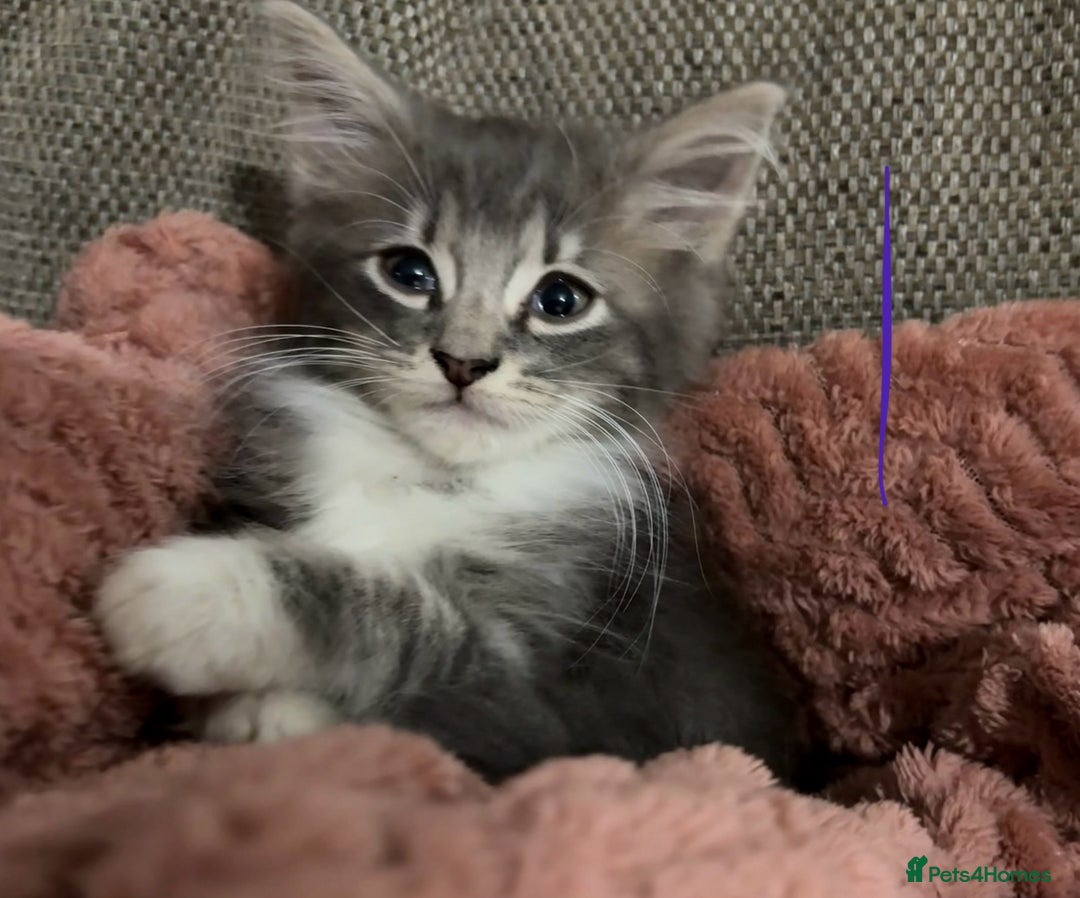 Mixed Breed cats for sale: 3 beautiful female kittens  - Image 6
