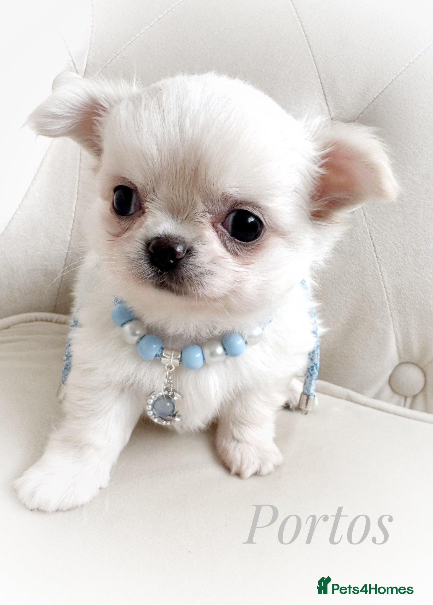 Chihuahua dogs KC quality chihuahua puppies LC Show line  - Advert 1