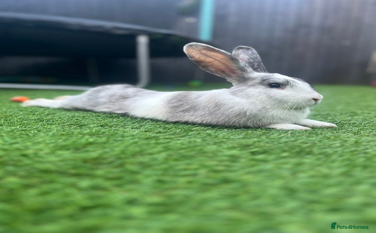 Mixed Breed rabbits - Advert 1
