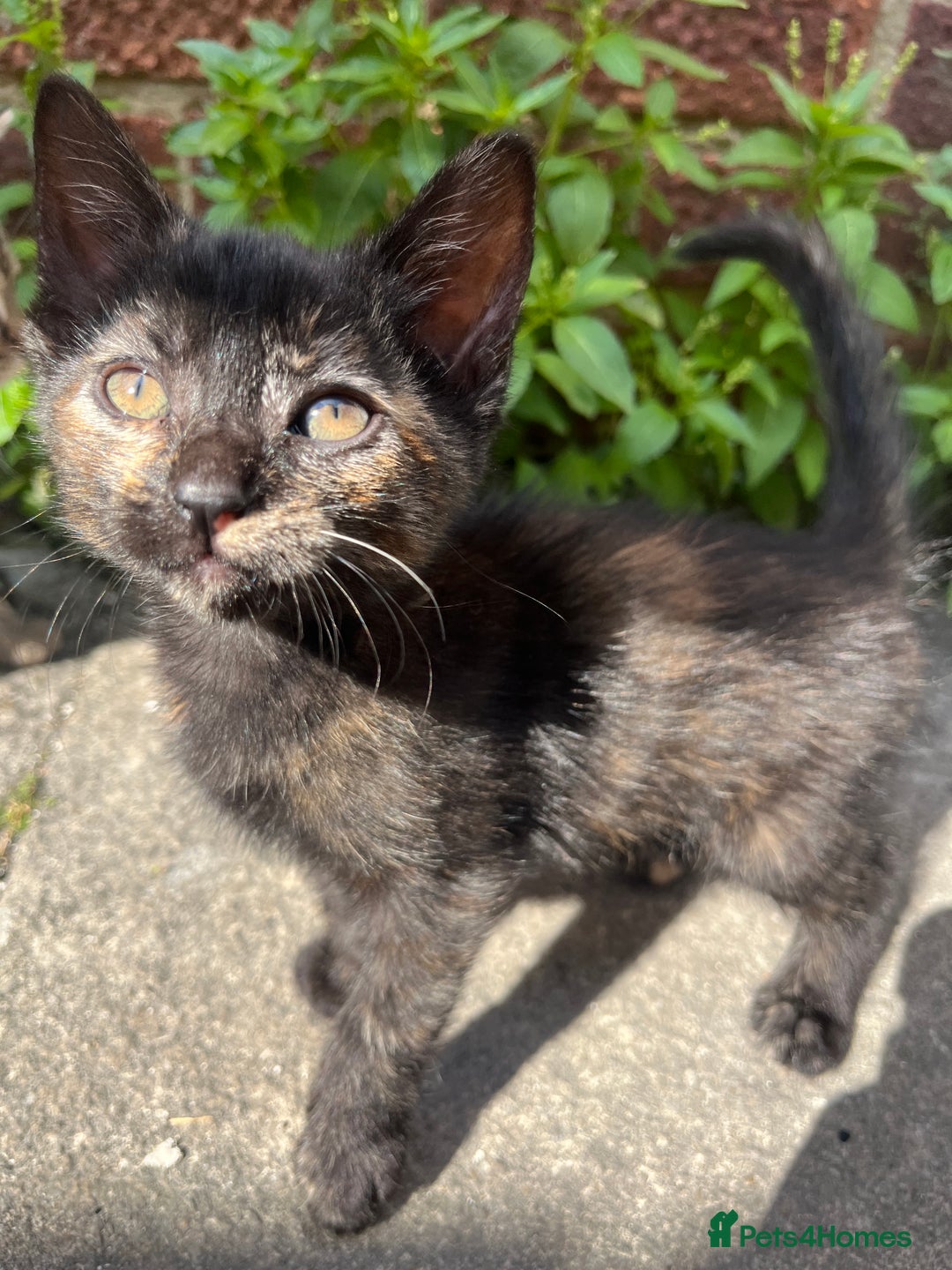 Domestic Shorthair cats for sale: Gorgeous litter of kittens  - Image 4
