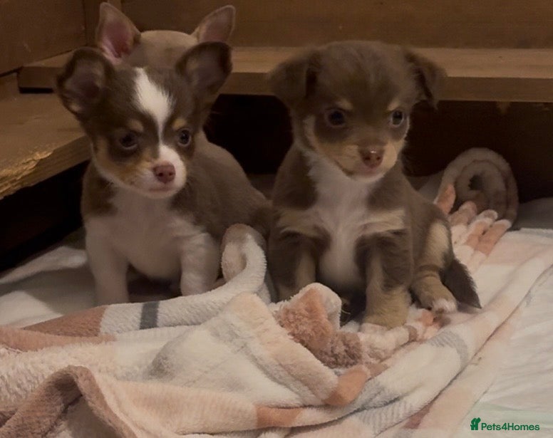 Chihuahua dogs 2 beautiful chihuahua puppies - Advert 11