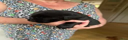 Labrador Retriever dogs for sale: Beautiful KC Labrador Puppies – Black & Fox Red in Hertford - Advert 3