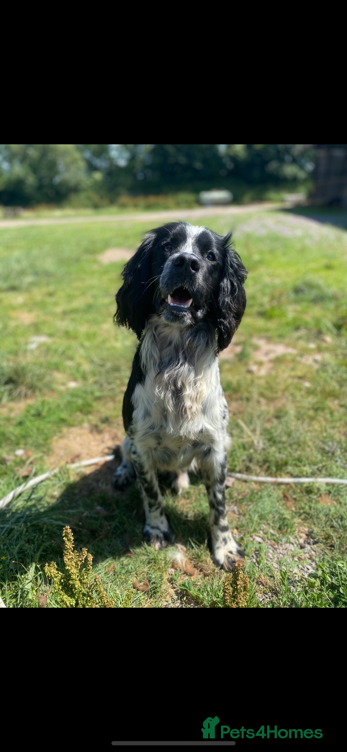 English Springer Spaniel dogs STUD BLACK AND WHITE SPRINGER SPANIEL  - Advert 1