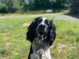 English Springer Spaniel dogs STUD BLACK AND WHITE SPRINGER SPANIEL - Advert 1