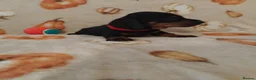 Miniature Dachshund dogs for sale: Miniat Dachshund puppy READY TO LEAVE  - Advert 19