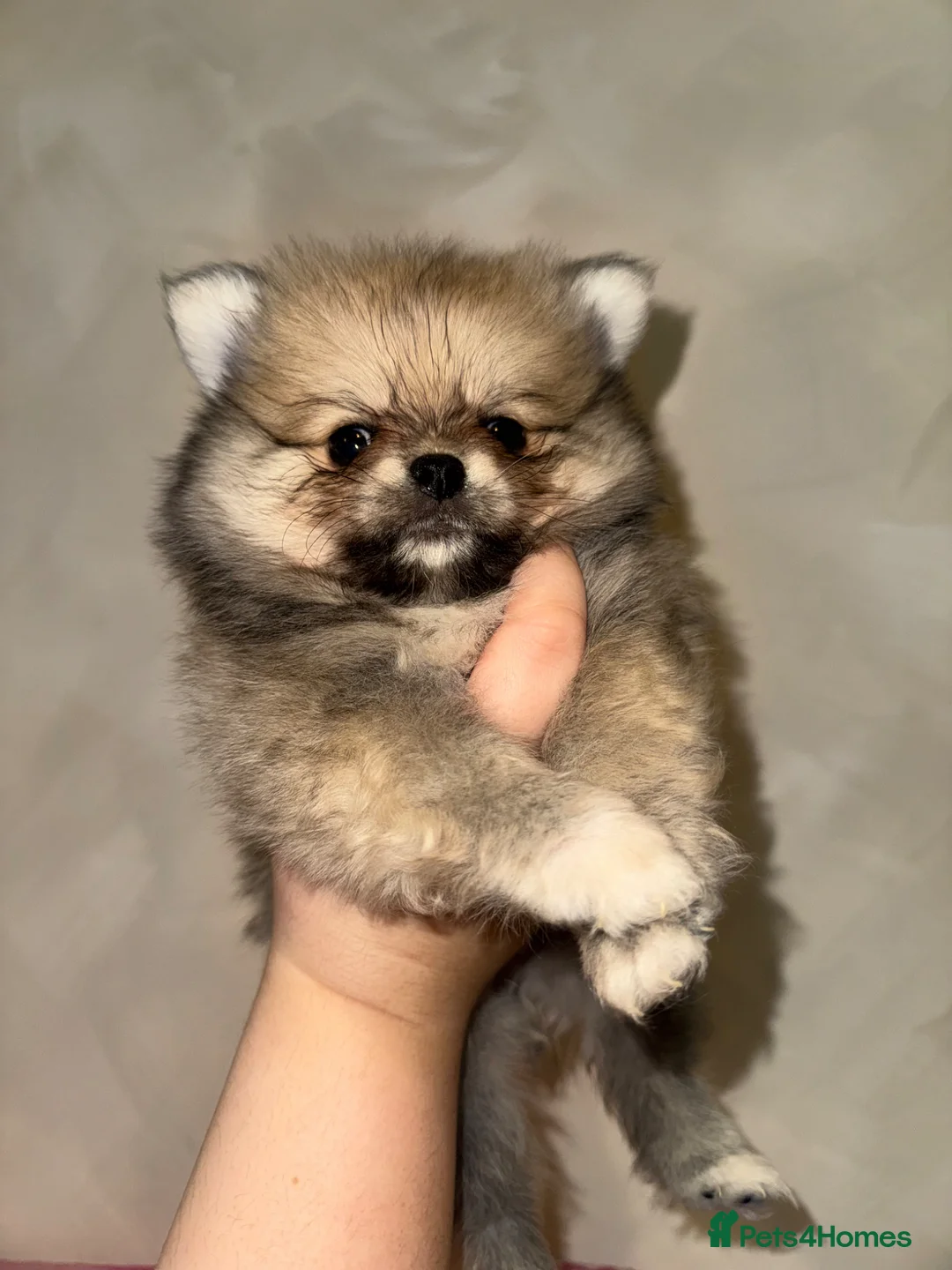 Pomeranian dogs for sale: 🎀fluffy female Pomeranians🎀LAST ONE!!! - Advert 39