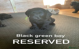 Labrador Retriever dogs for sale: Labrador puppies - Image 9