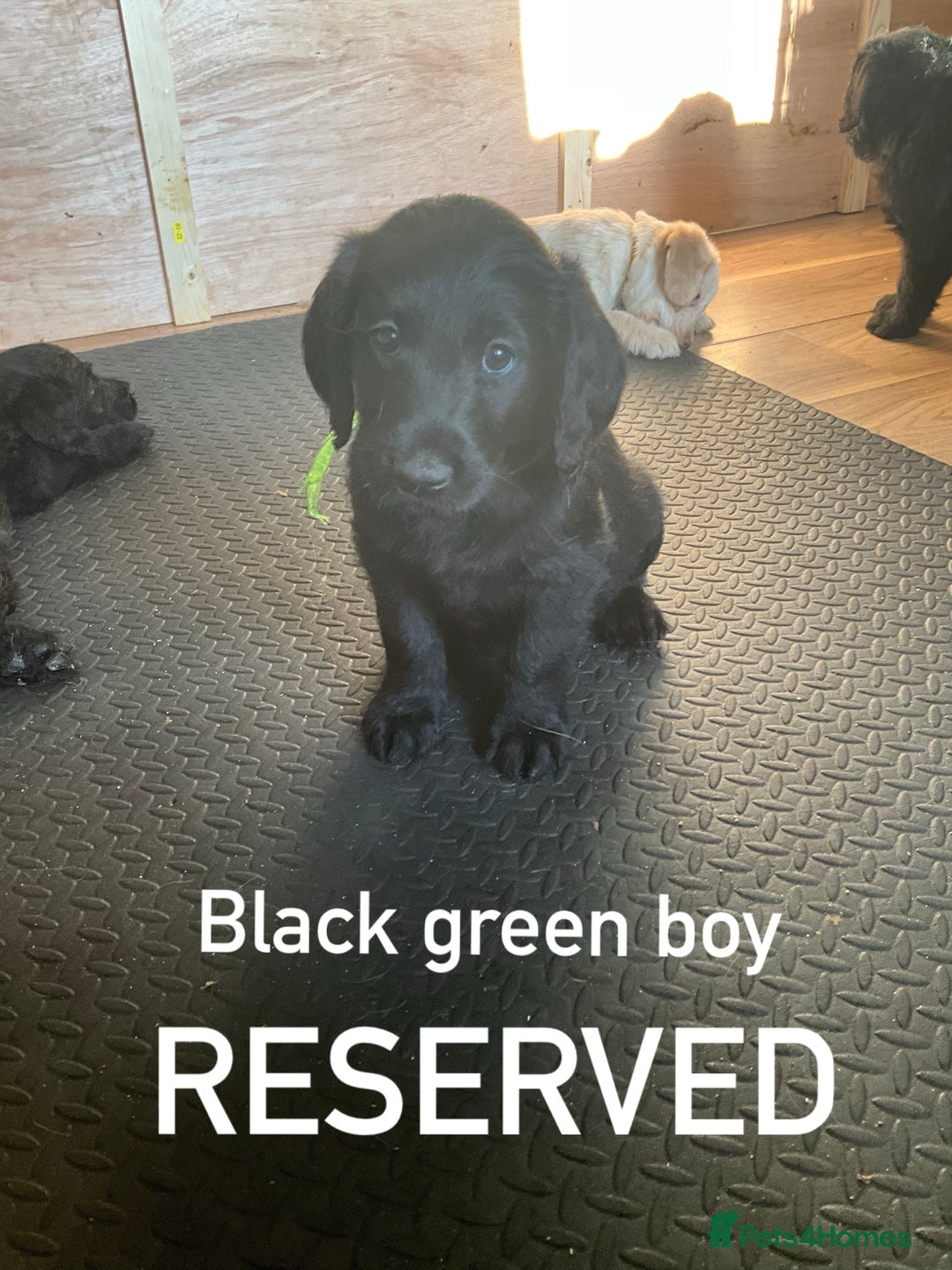 Labrador Retriever dogs for sale: Labrador puppies - Image 9
