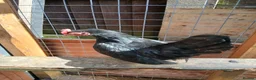 Chickens poultry for sale: 2 Serama hens  - Advert 3