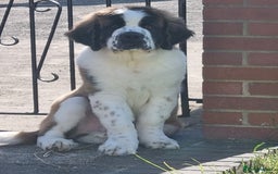 Saint Bernard dogs for sale: Beautiful 10 month old male saint bernard - Image 14