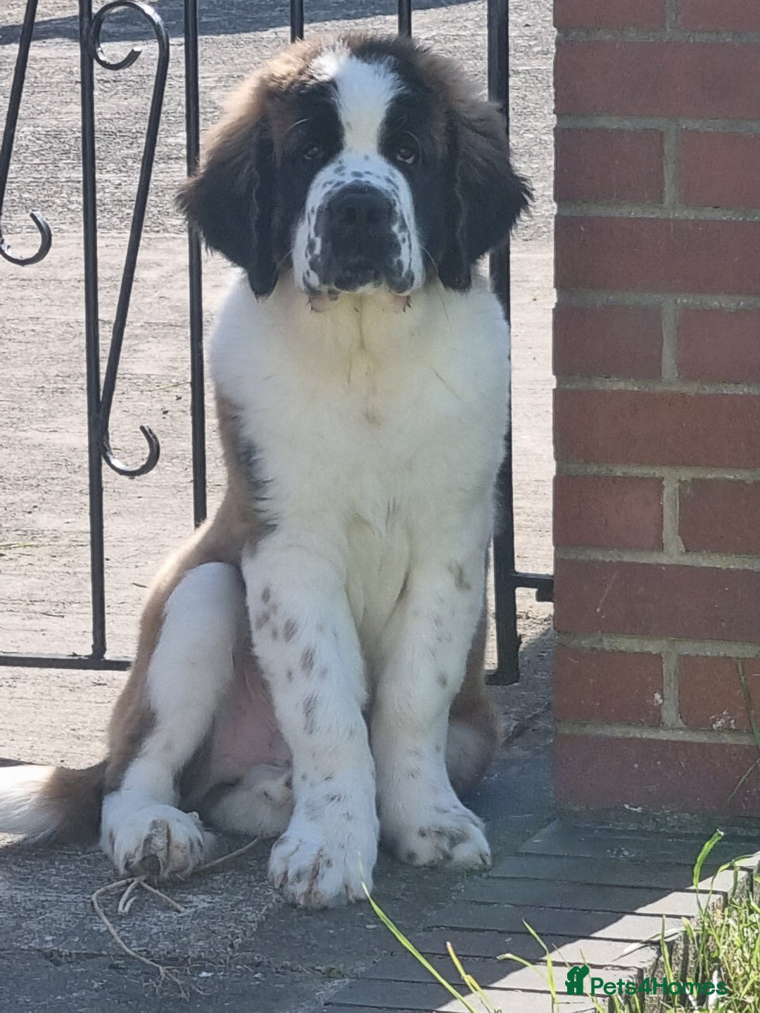 Saint Bernard dogs for sale: Beautiful 10 month old male saint bernard - Image 14