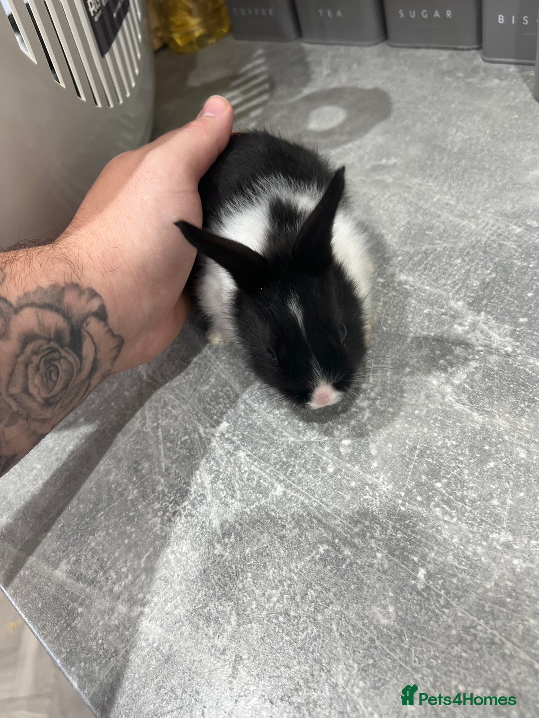 Dutch rabbits for sale: Dutch bunnies  - Advert 3