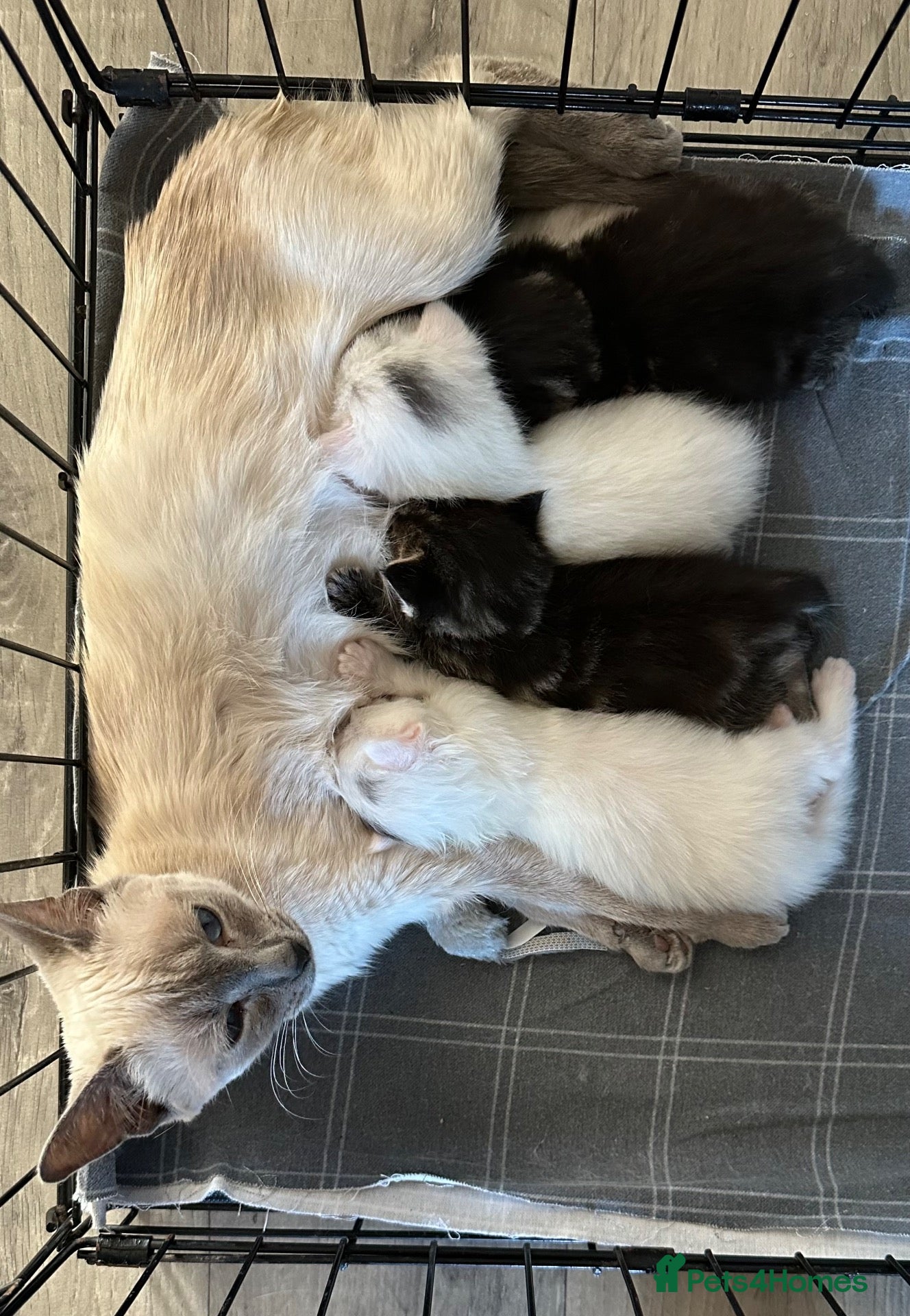 Mixed Breed cats 4 beautiful Ragamese Kittens - Advert 1