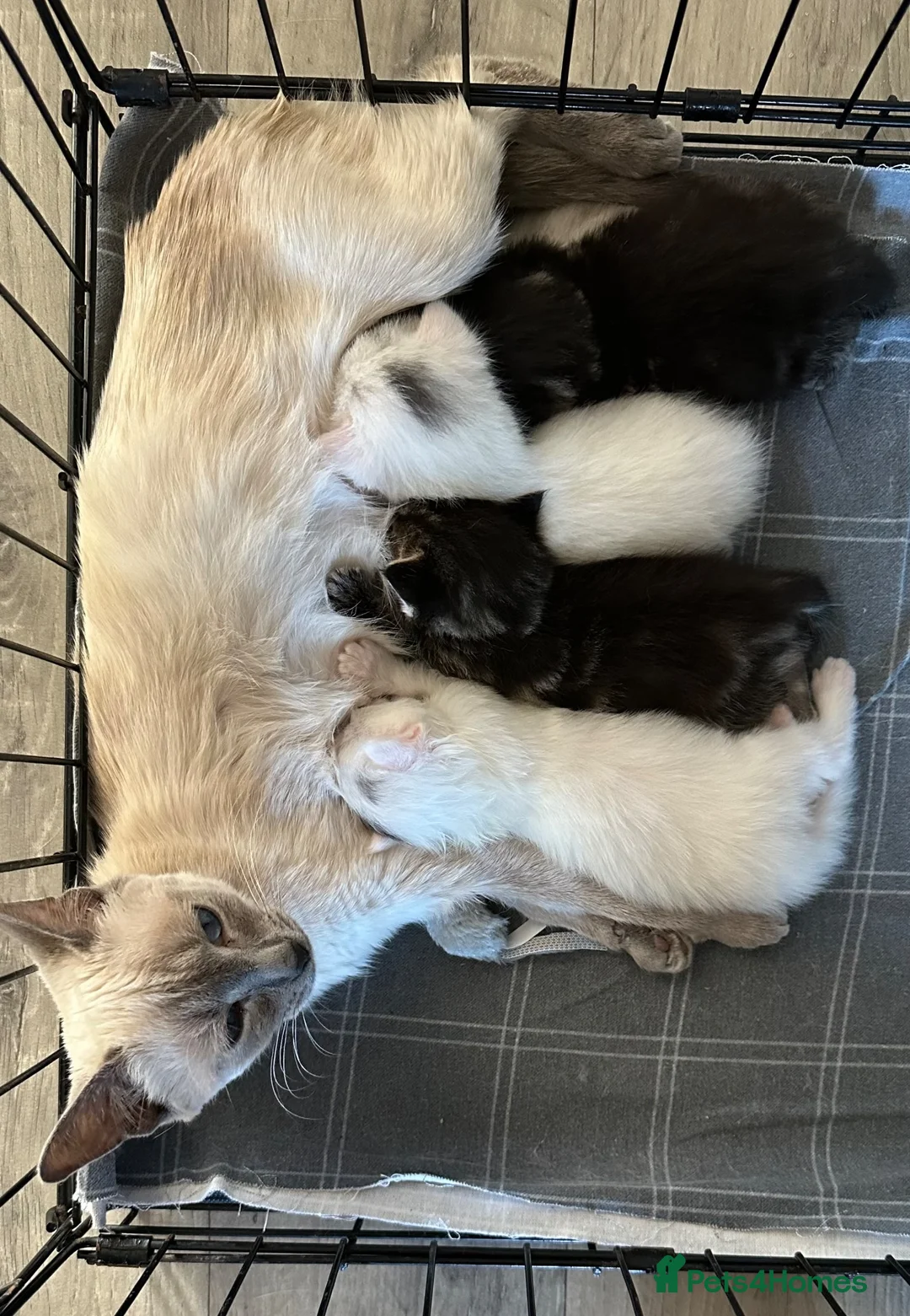 Mixed Breed cats for sale: 4 beautiful Ragamese Kittens in Weston-super-Mare - Advert 1