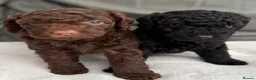 Miniature Poodle dogs for sale: All reserved Beautiful Miniature Poodle Puppies - Advert 2