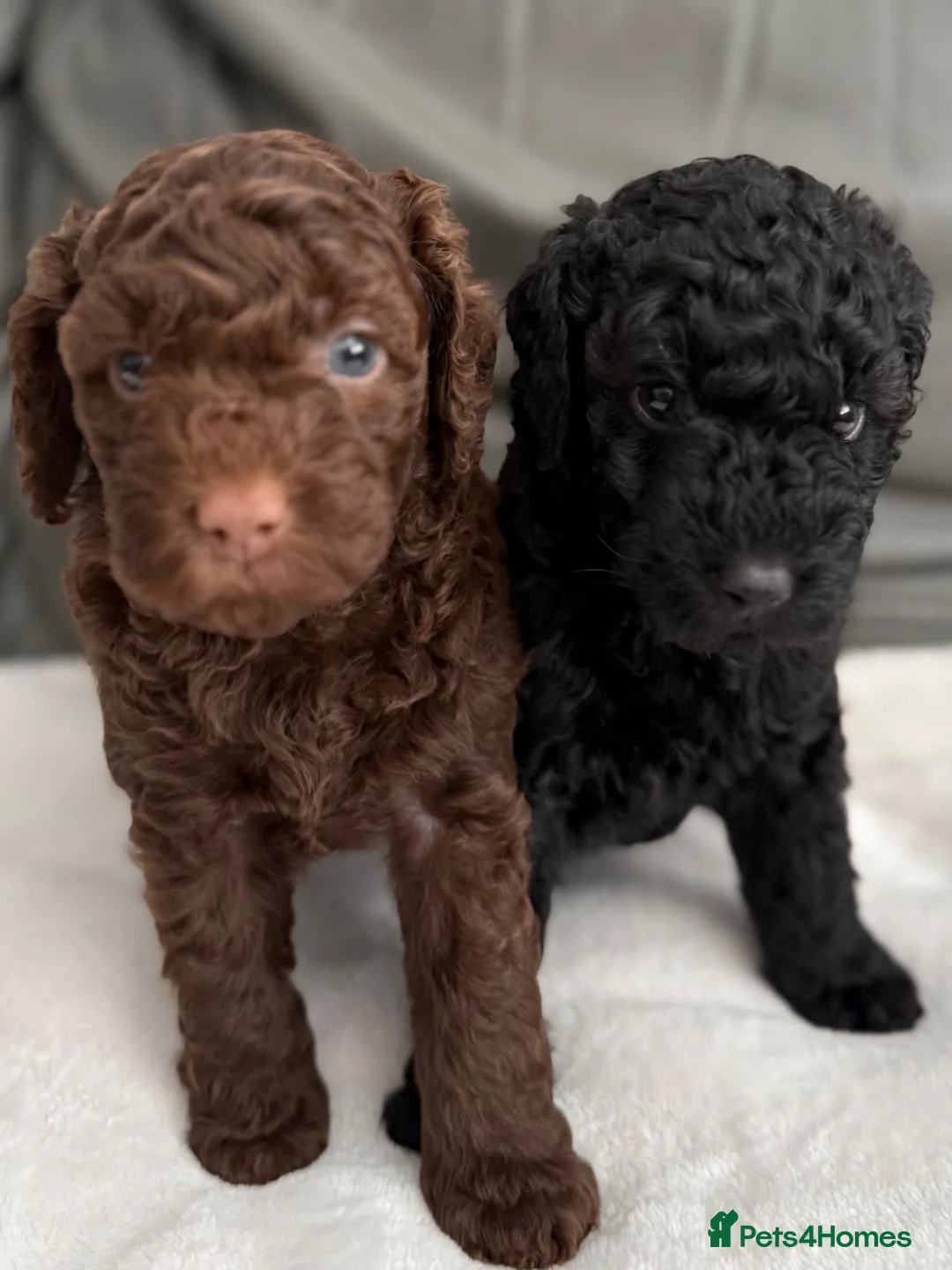 Miniature Poodle dogs for sale: All reserved Beautiful Miniature Poodle Puppies - Advert 2