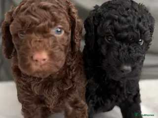 Miniature Poodle dogs 2 girls left Beautiful Miniature Poodle Puppies - Advert 12