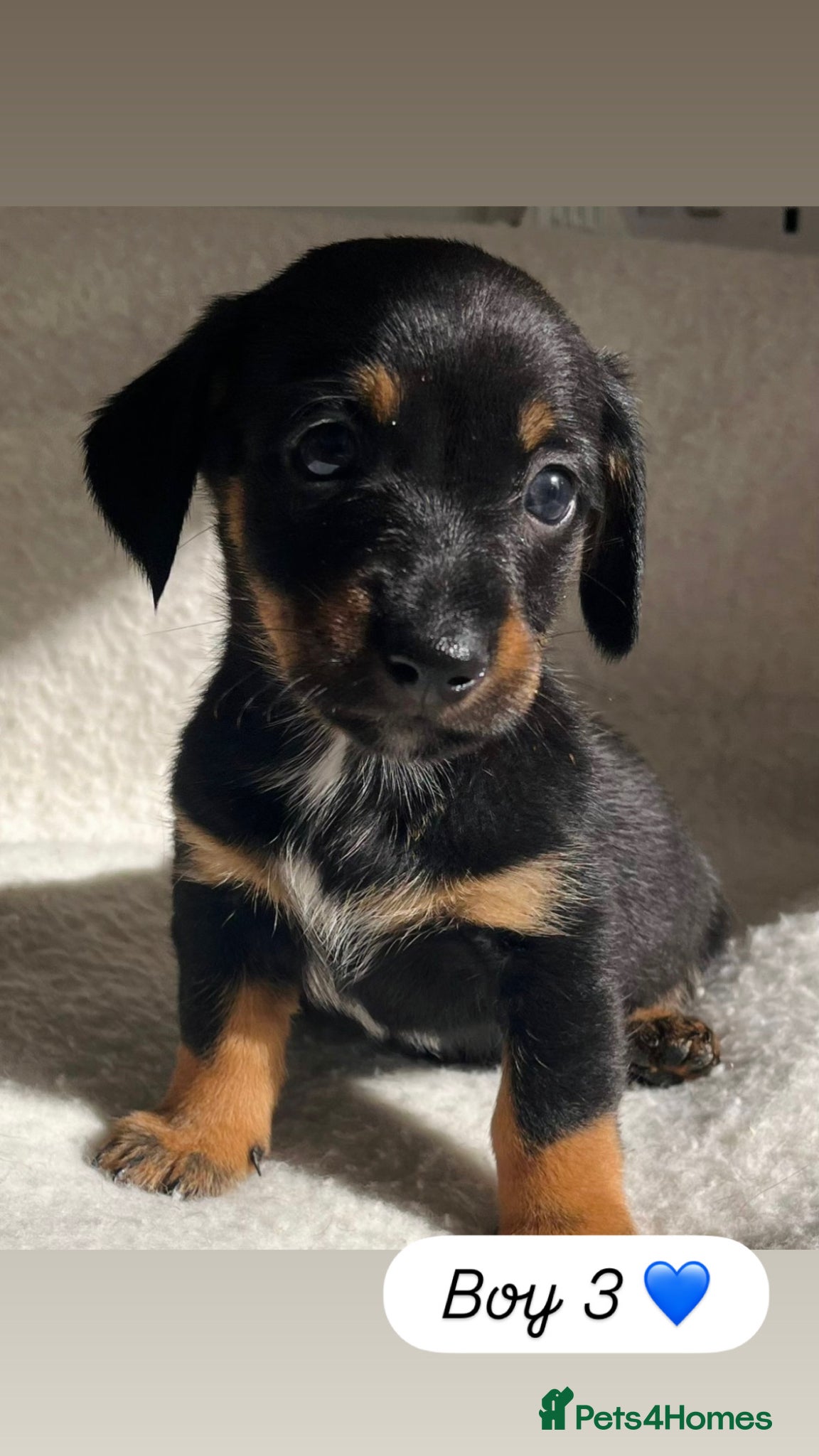 Dachshund dogs 🩷 Dachshund Puppies 💙 - Advert 1