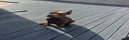 Dobermann dogs for sale: European Dobermann Puppy for sale  - Advert 7
