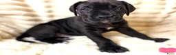Cane Corso dogs for sale: Cane Corso Puppies  - Advert 39