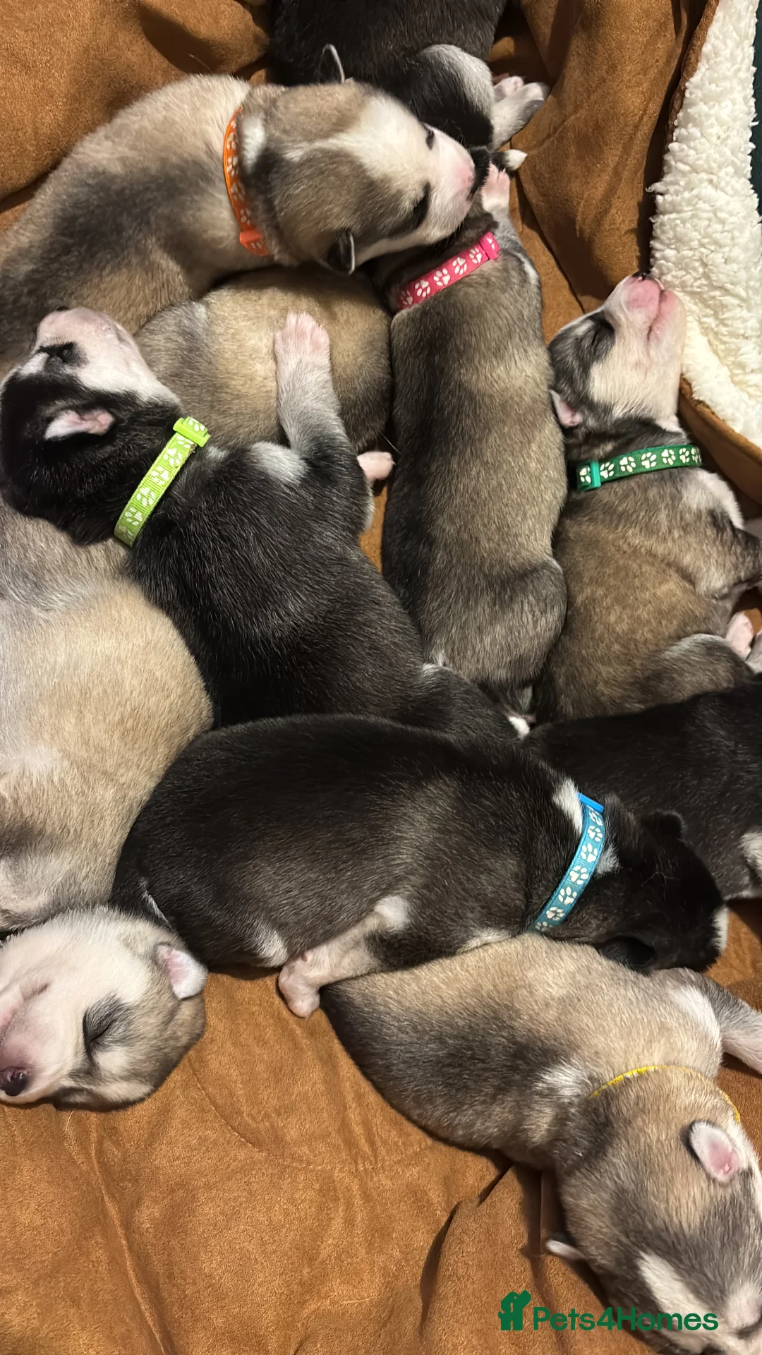 Siberian Husky dogs for sale: Ten Stunning Siberian Huskies 🐾 - Advert 2