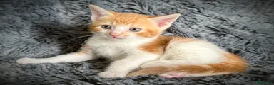 Ginger male 