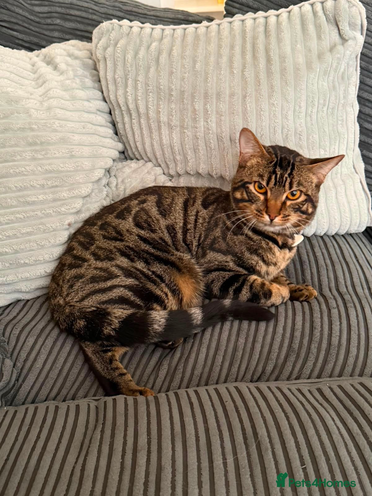 British Shorthair cats British shorthand, Tabby and white long hair  - Advert 2