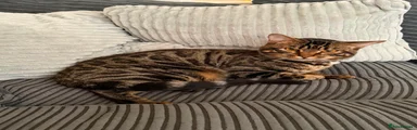 Tabby