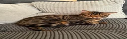 British Shorthair cats for sale: British shorthand, Tabby and white long hair  in Ilford - Advert 1