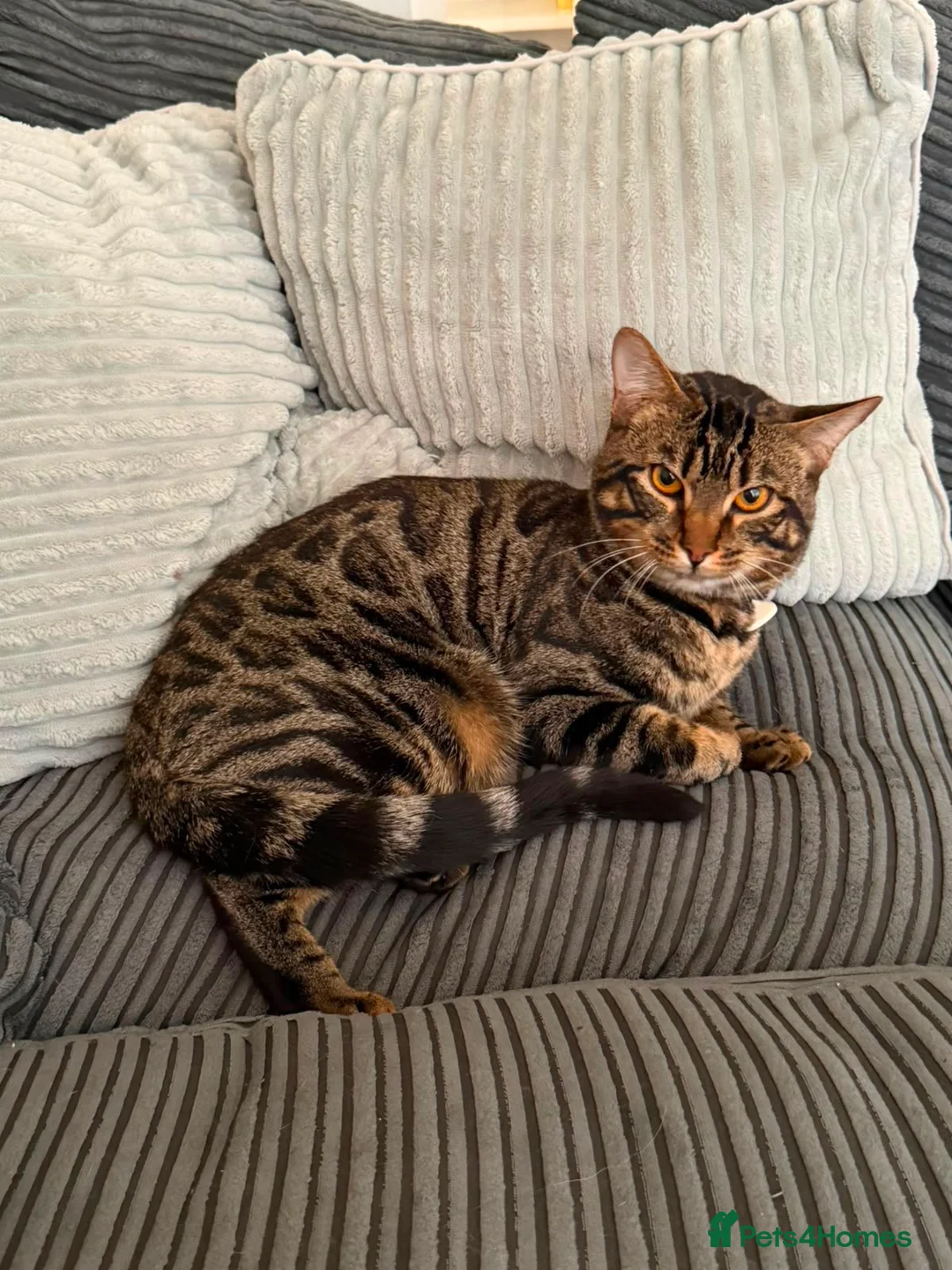 British Shorthair cats for sale: British shorthand, Tabby and white long hair  in Ilford - Advert 1