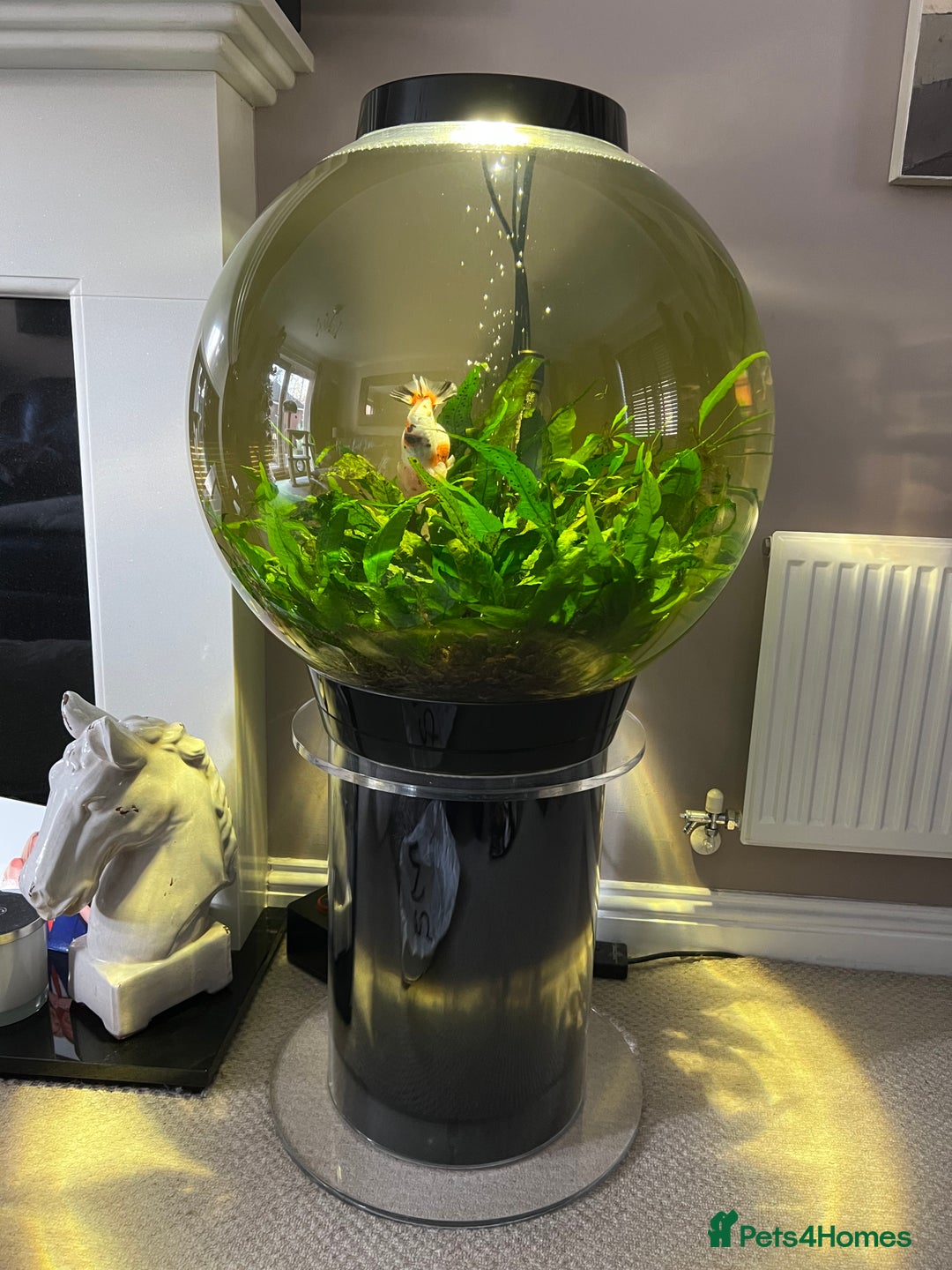 Fancy Goldfish fish for sale: Two lovely little male Ranchu fancy goldfish - Advert 11