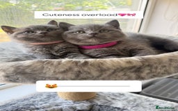 British Shorthair cats for sale: British Shorthairs in Bradford - Image 4