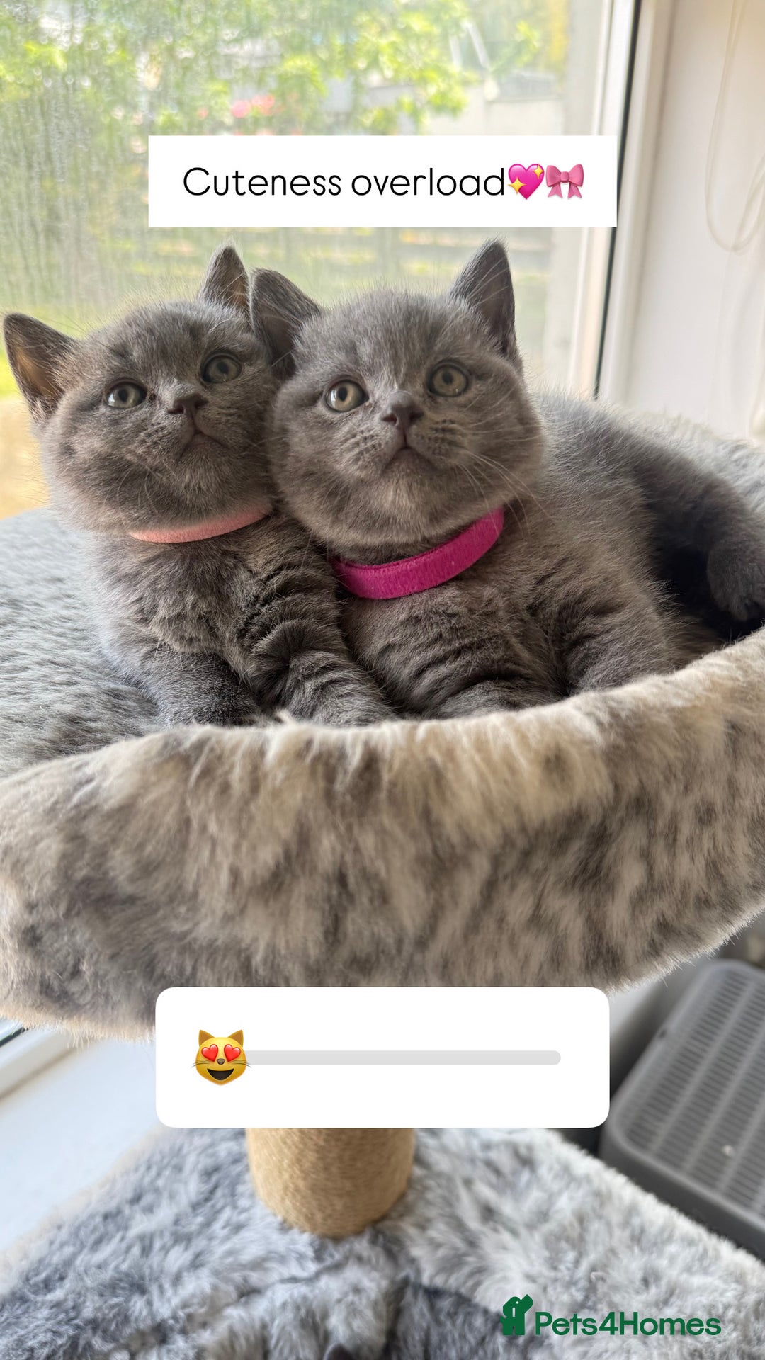 British Shorthair cats for sale: British Shorthairs in Bradford - Image 4