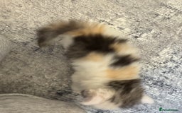 Persian cats for sale: Persian kittens  - Image 33