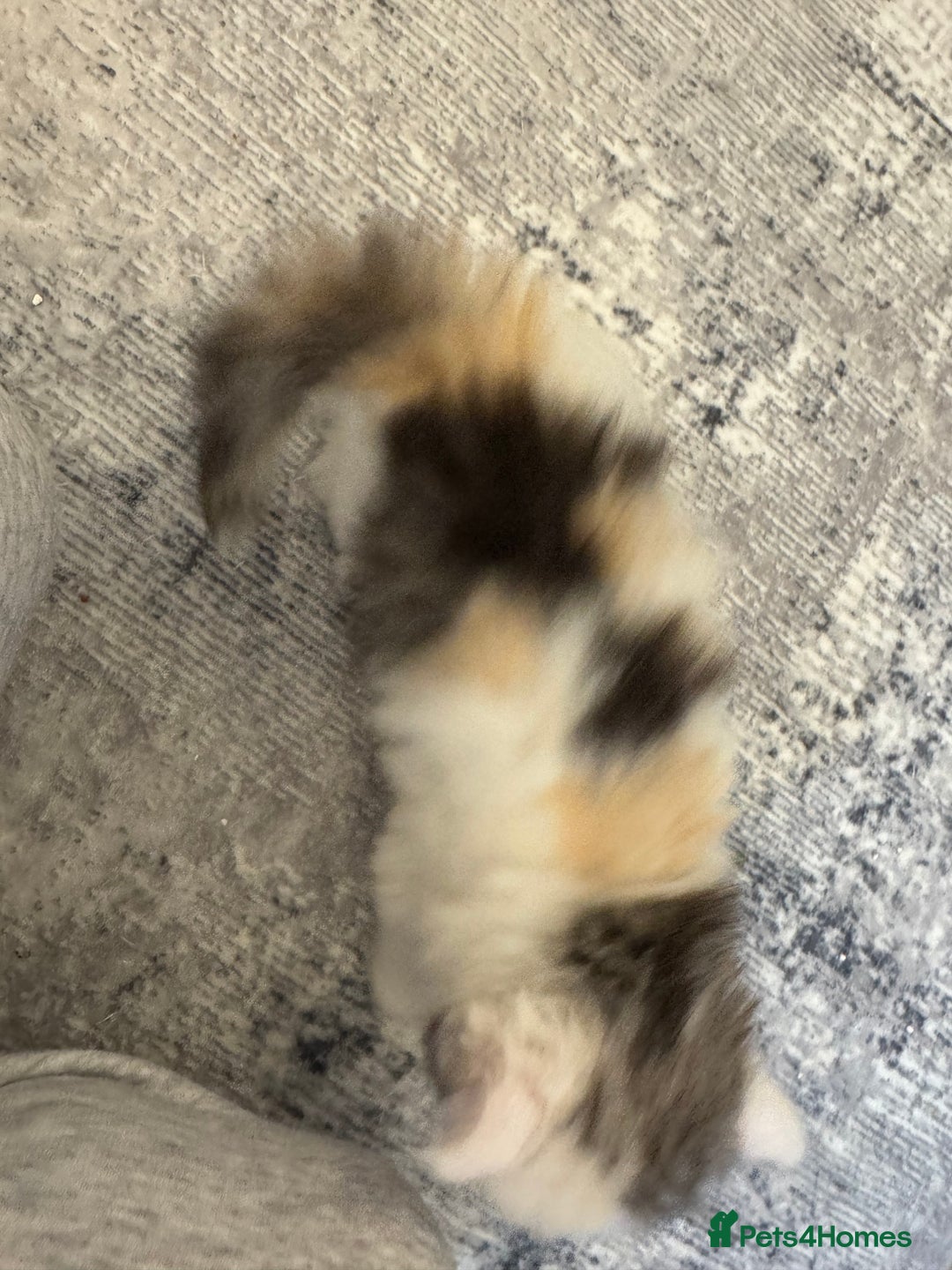 Persian cats for sale: Persian kittens  - Image 33