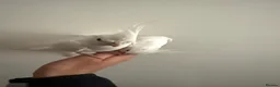 Cockatiels birds for sale: Beautiful hand tamed cockatiels in Harrow - Advert 2