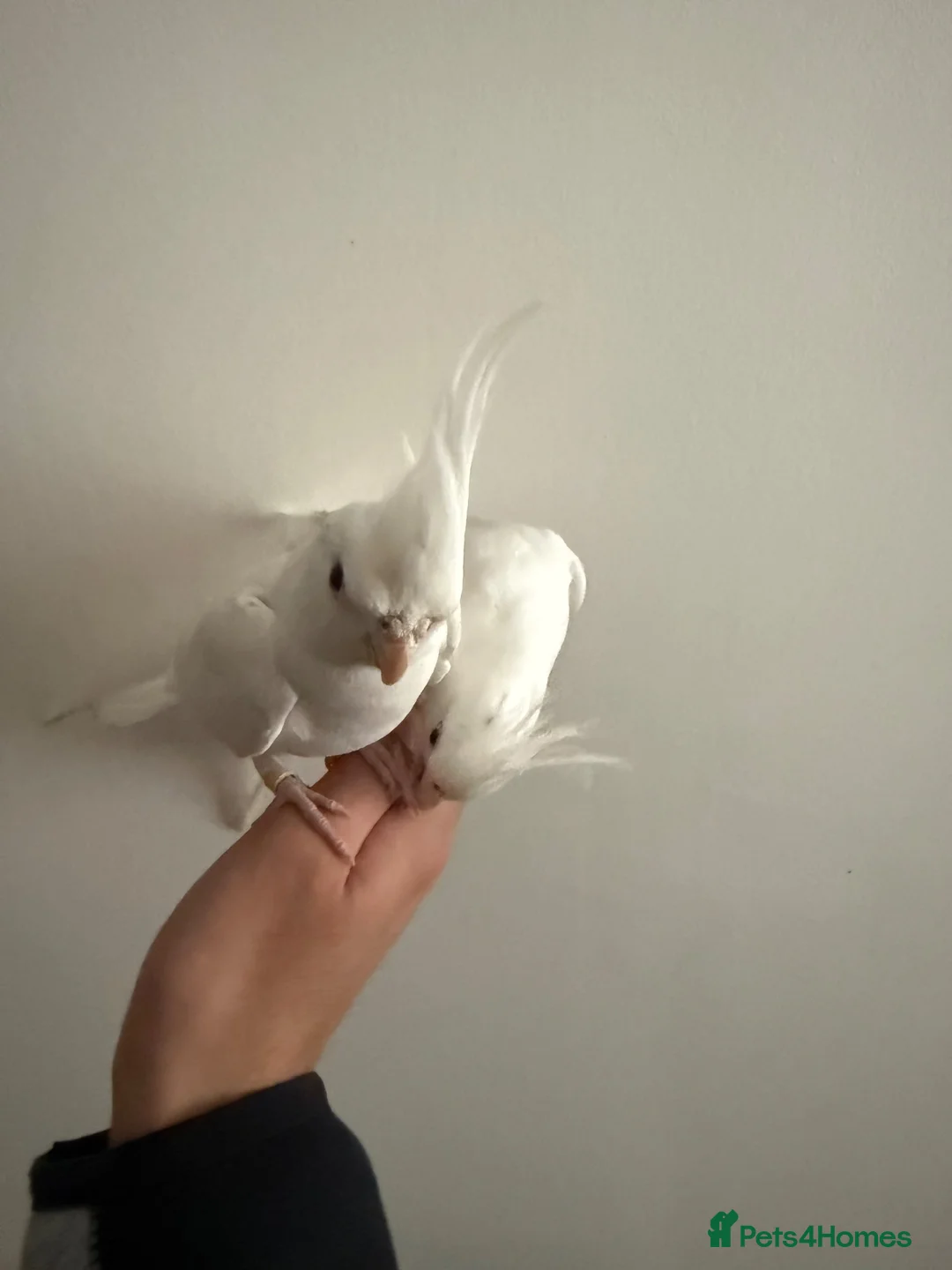 Cockatiels birds for sale: Beautiful hand tamed cockatiels in Harrow - Advert 2