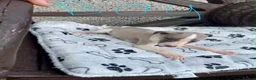 Whippet dogs for sale: Whippet  - Advert 3