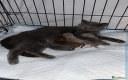 British Shorthair cats for sale: 14 Week Old Male British Shorthair - Image 6